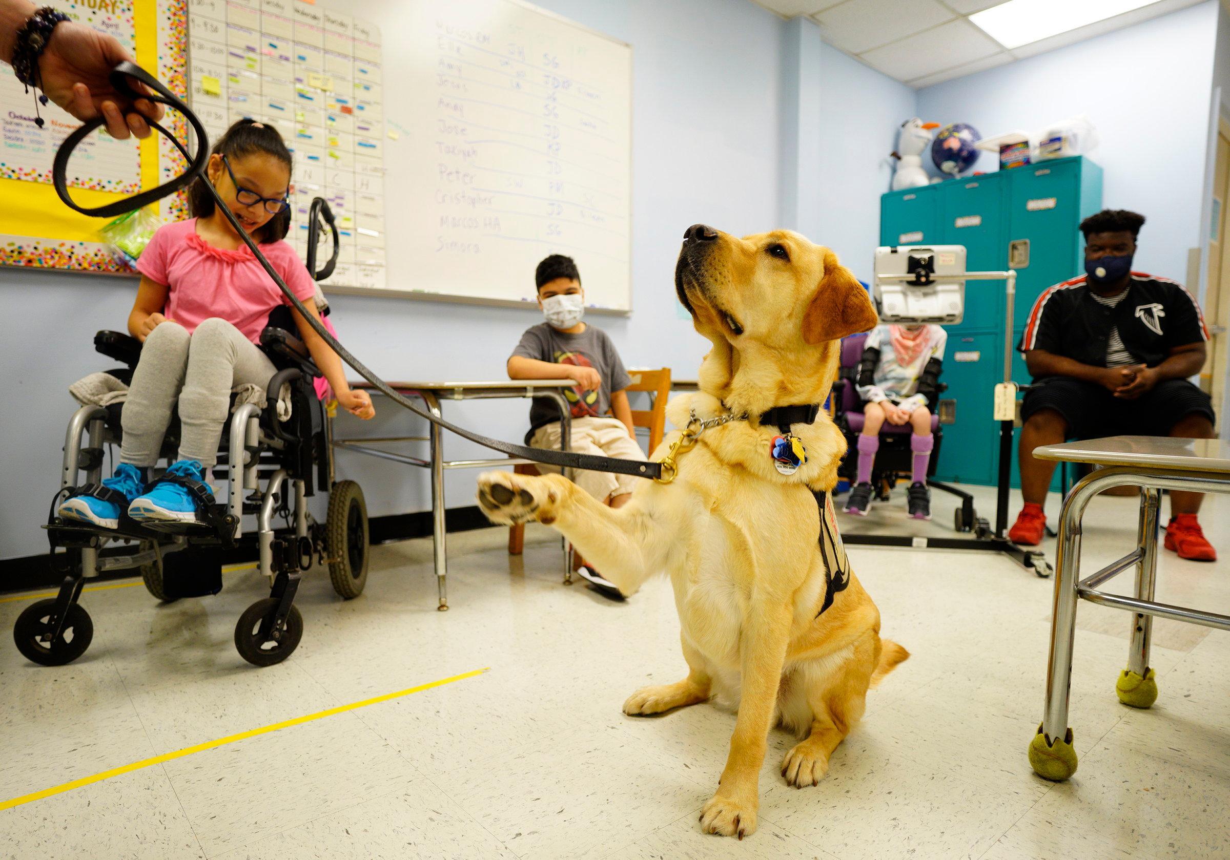 working dog Sage