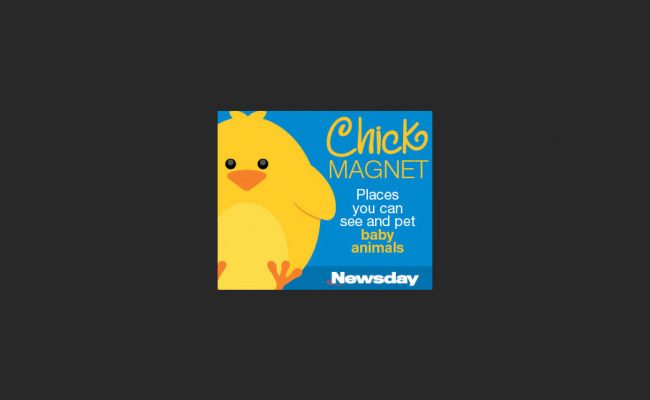 Springiton_Chick300x250