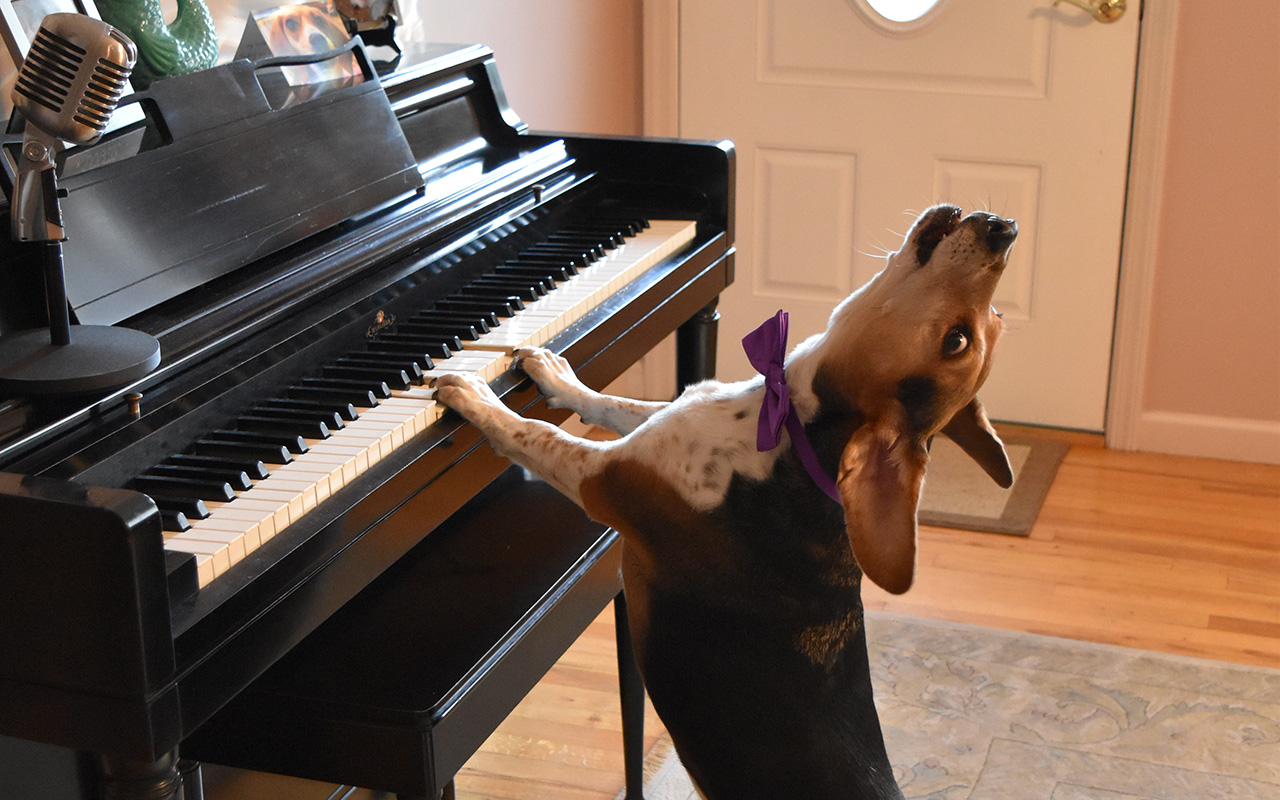 Dogs playing store piano